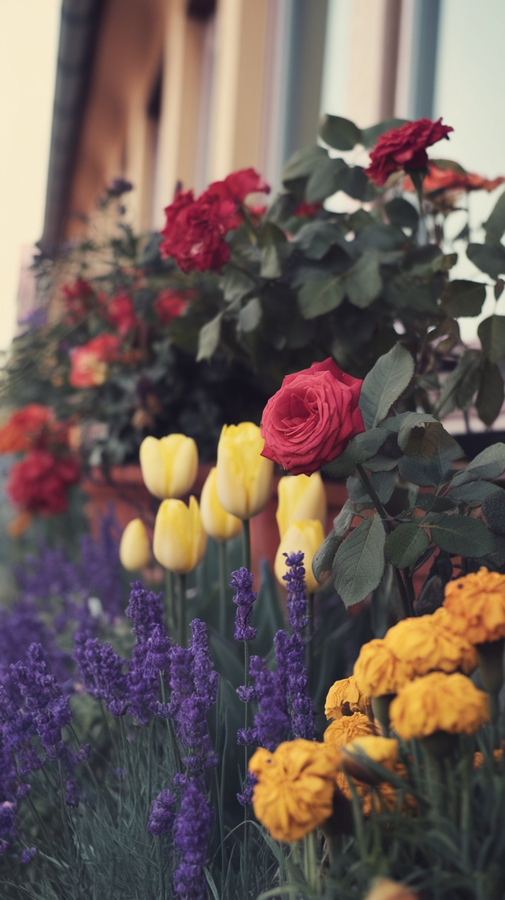 A colorful balcony garden featuring red roses, yellow tulips, and purple lavender.